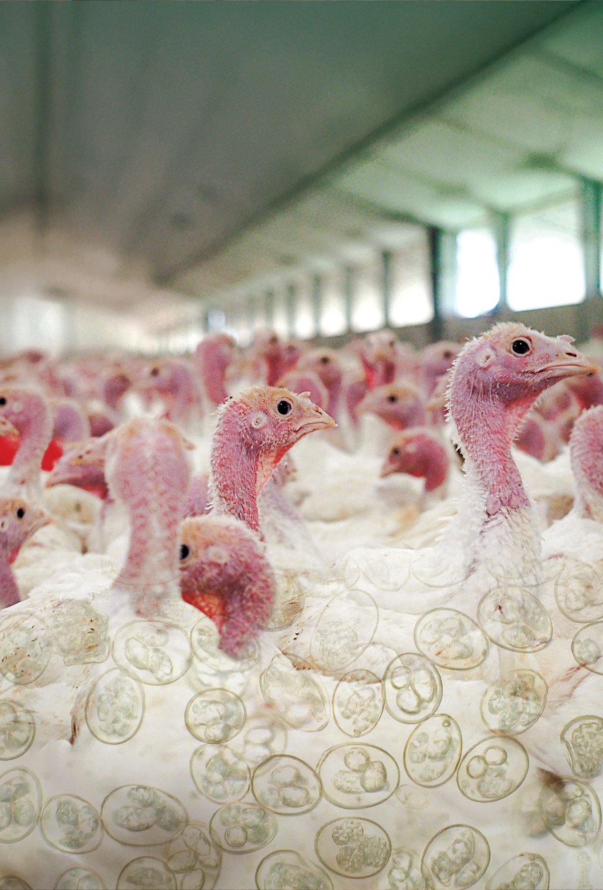 Hindi yetiştiriciliğinde Eimeria türlerinin tanı ve kontrol stratejileri