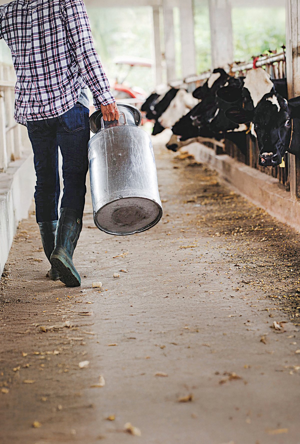 Verimli bir süt işletmesinin anahtarı: Besleme stratejileri