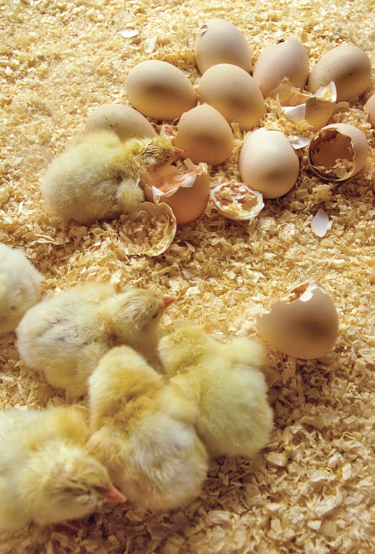  Sürdürülebilir kanatlı üretimine yeni paradigma 