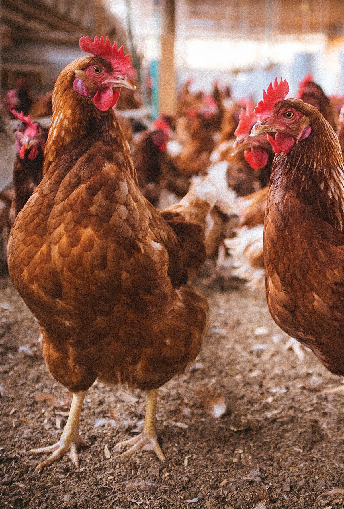 Tavuklarda yağlı karaciğer sendromu