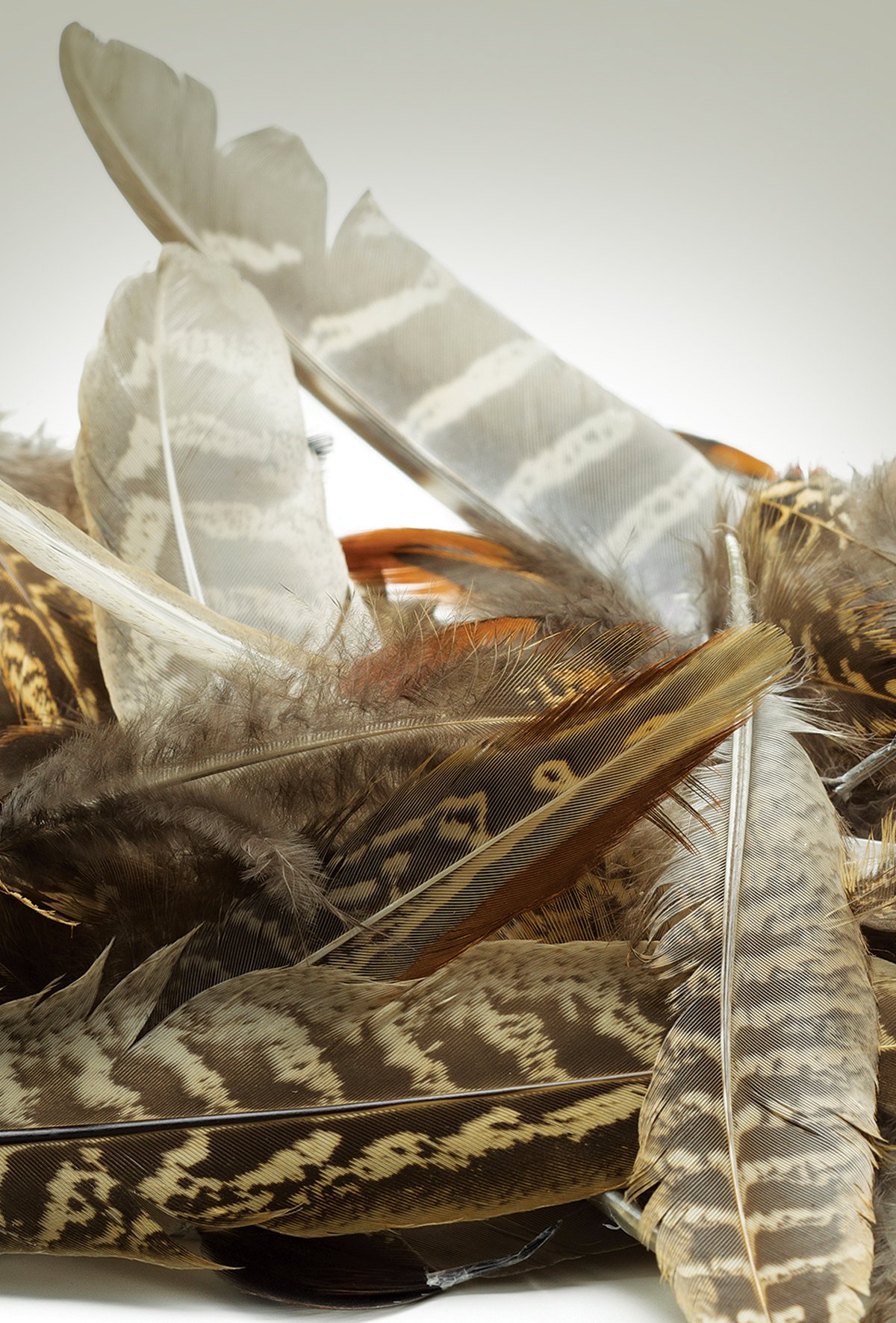 Kanatlı tüy atıklarından protein üretilecek!