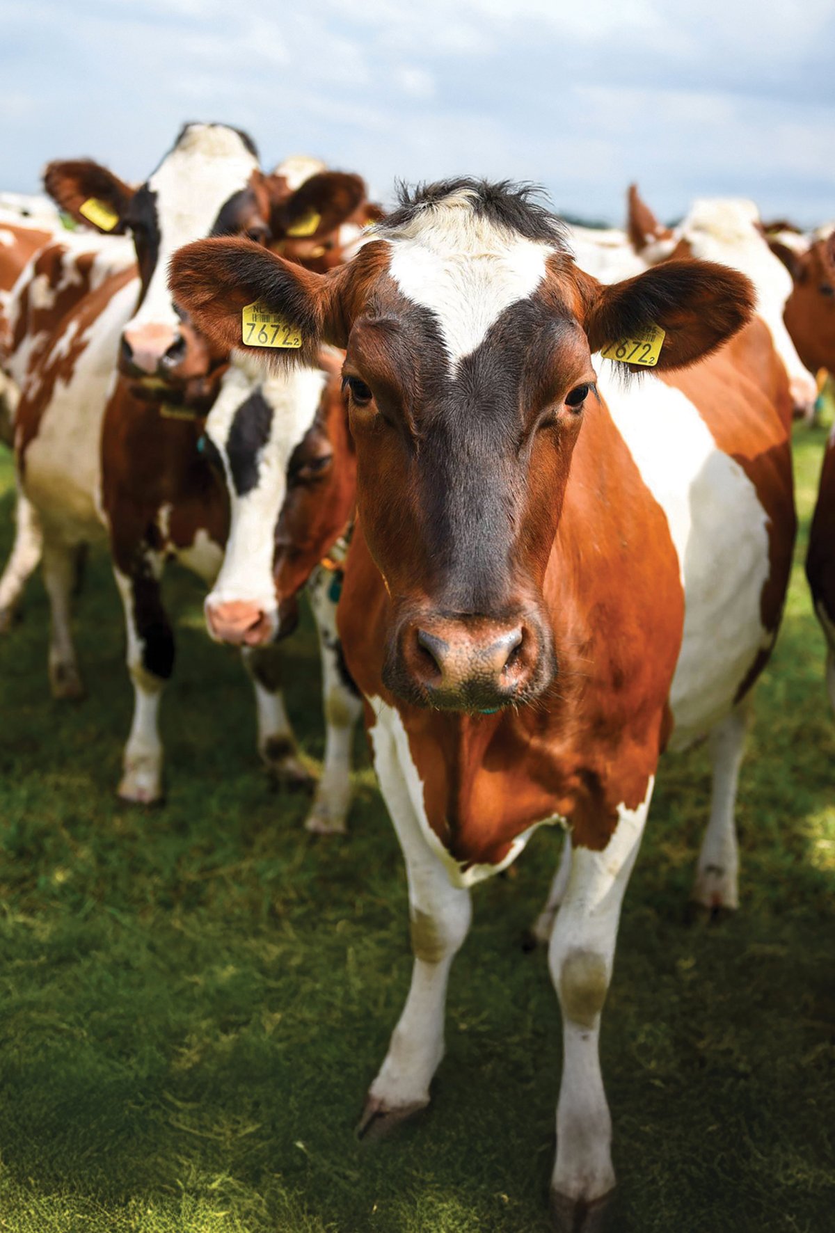 İdeal rumen koşulları