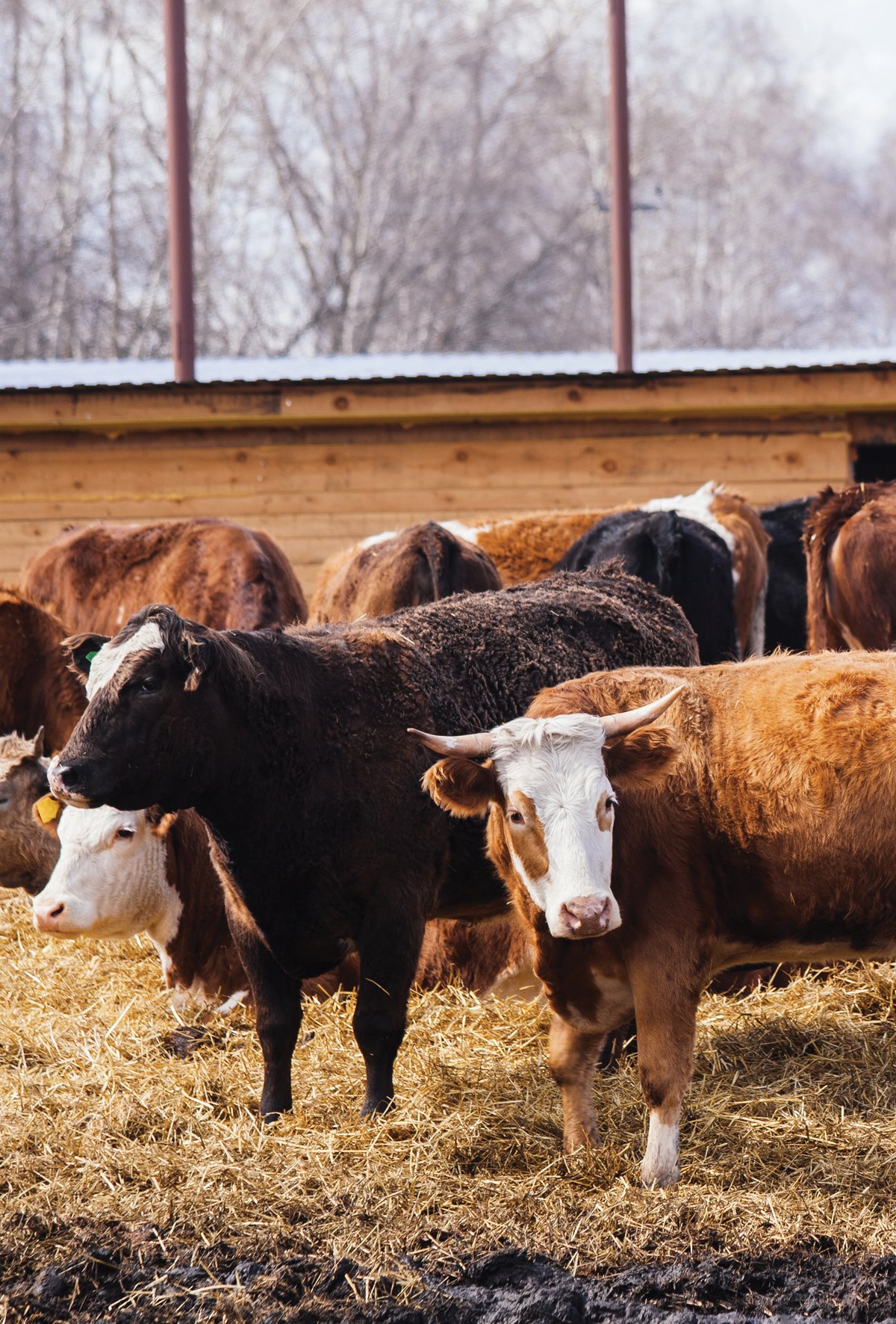 Sığırlarda parazit kontrolü gelişmeleri