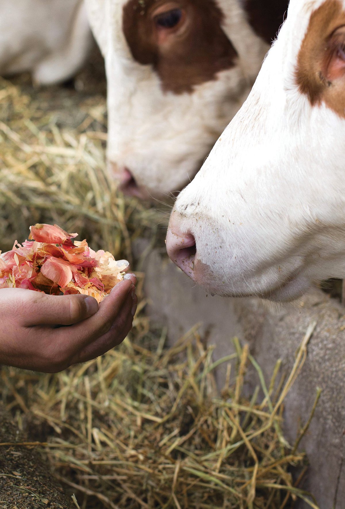 Soğan kabuğu ile metan gazı azaltımı