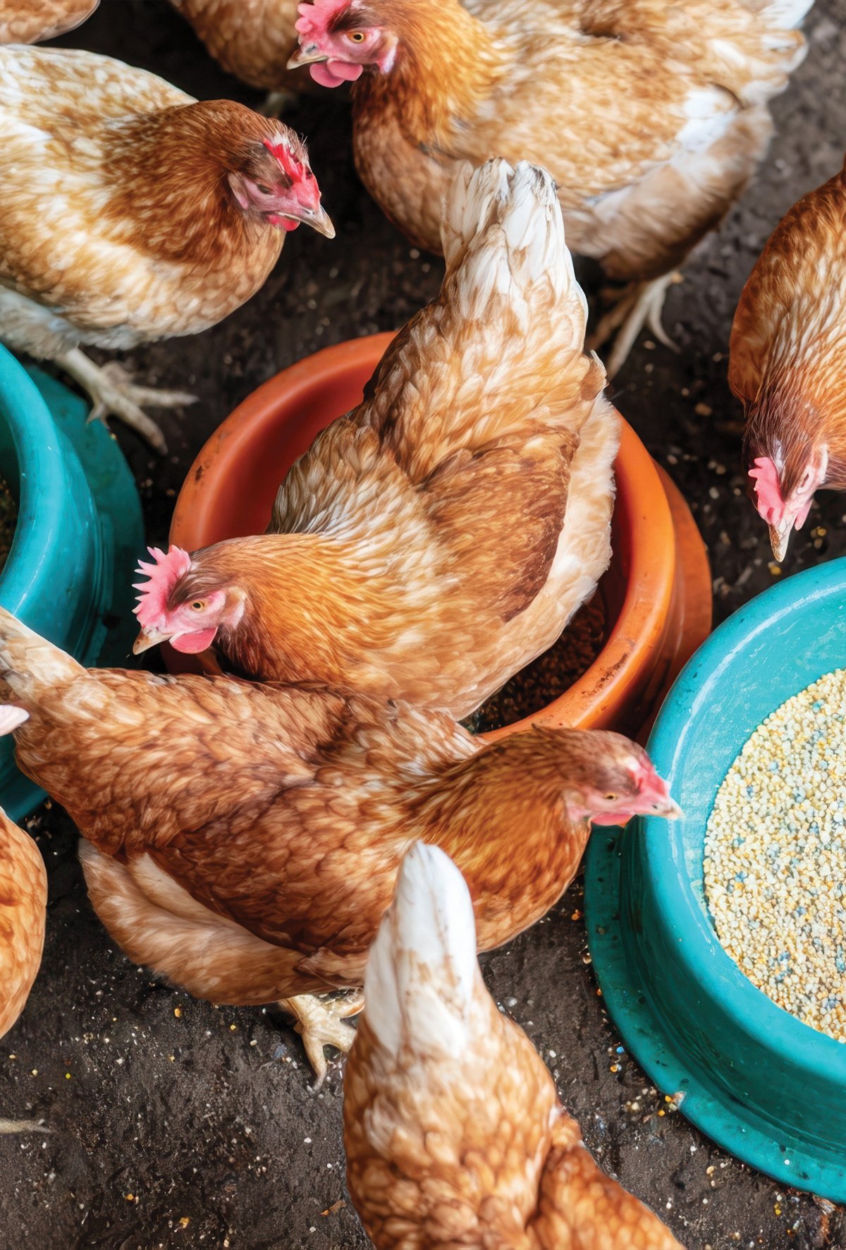 Sağlıklı sürüler için terapotik beslenme