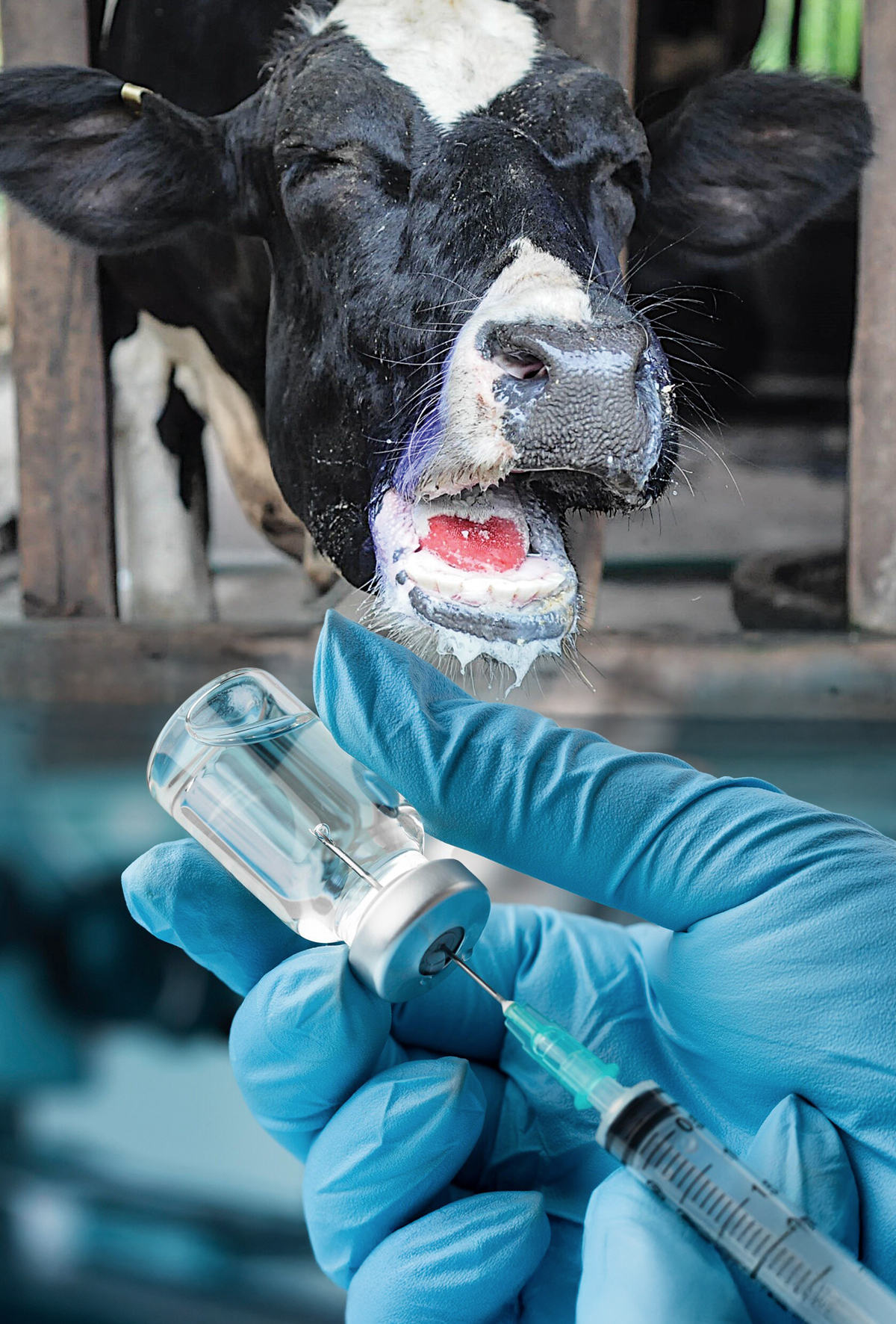 Güney Afrika’dan yerli Şap aşı hamlesi