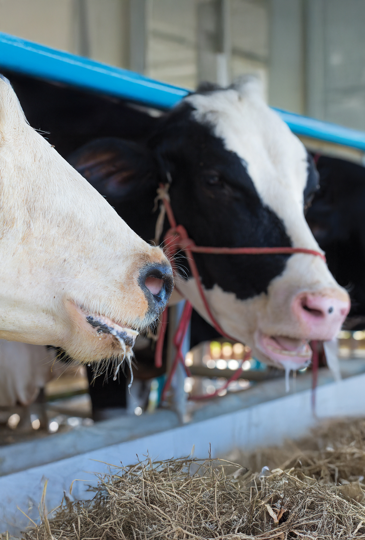 Aydın’da şap hastalığı tespit edildi