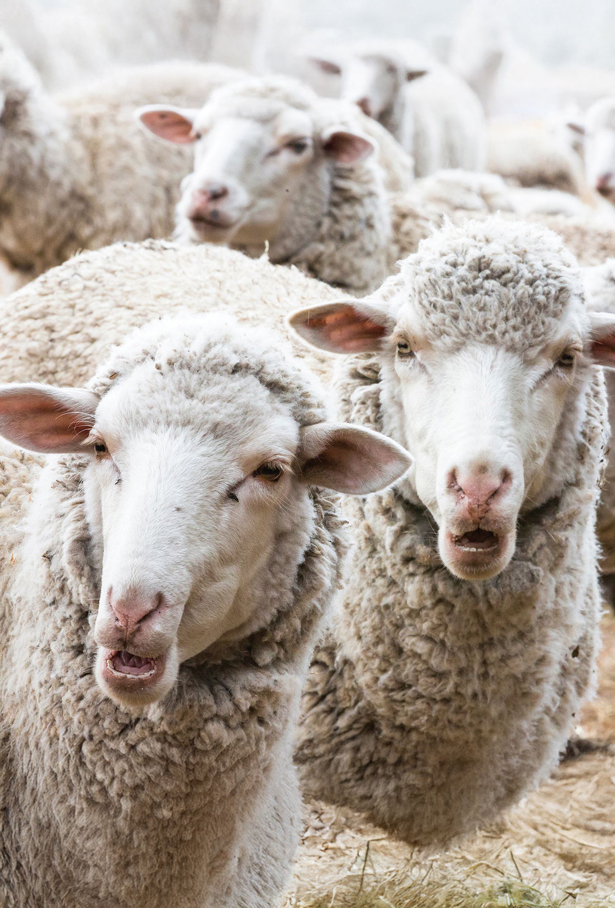 Küçükbaş pazarı daraldı, üretici zorda