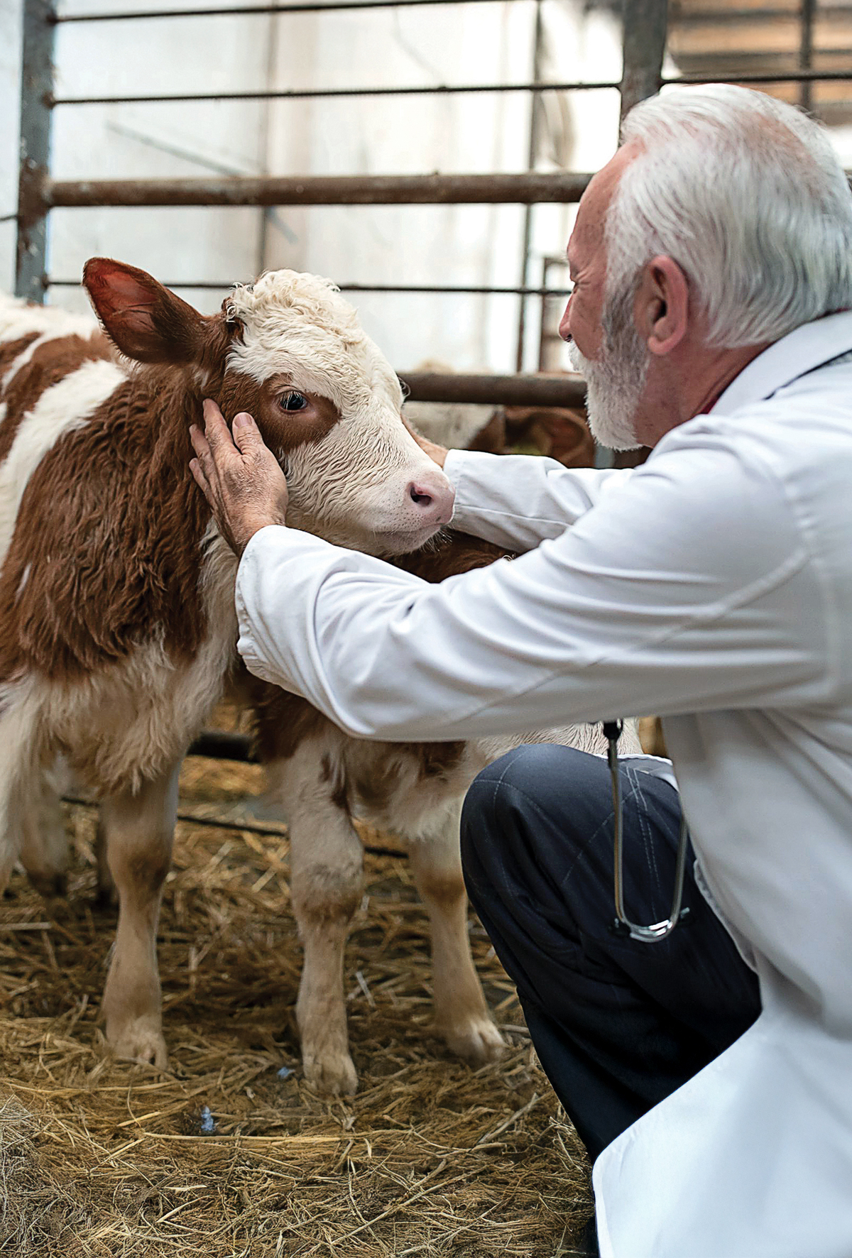Buzağılarda subakut rumen asidozu