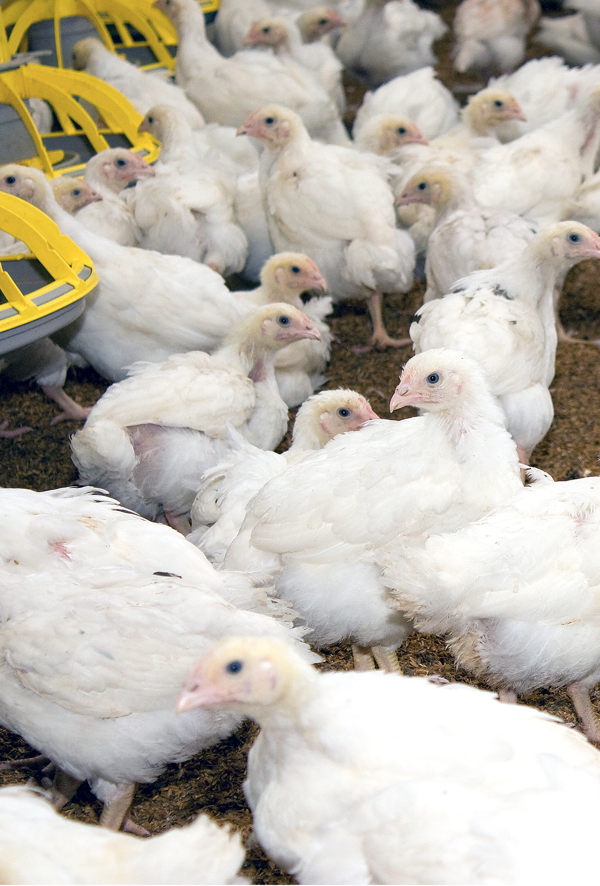 Norveç hızlı büyüyen piliçleri yasaklıyor