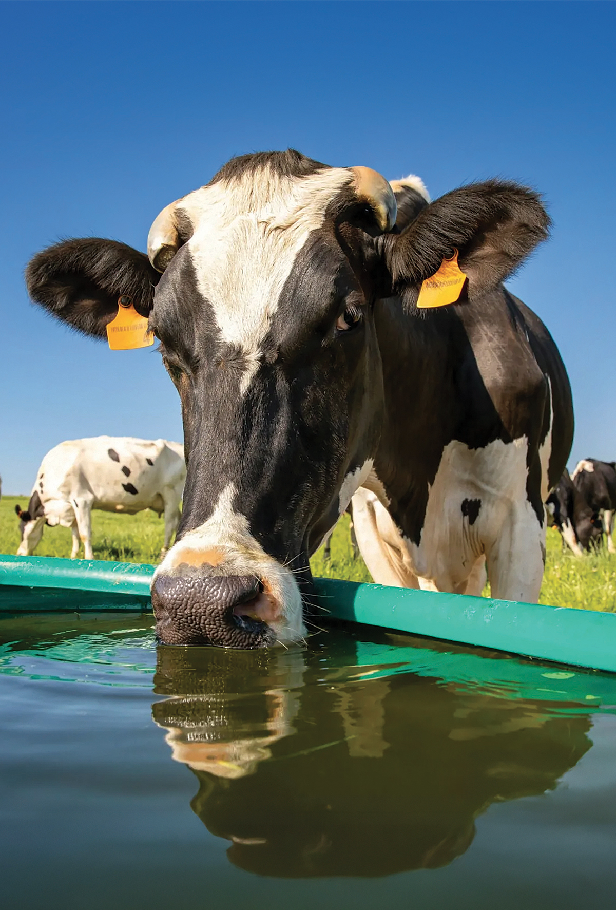 Suyun fizyolojik ve klinik önemi
