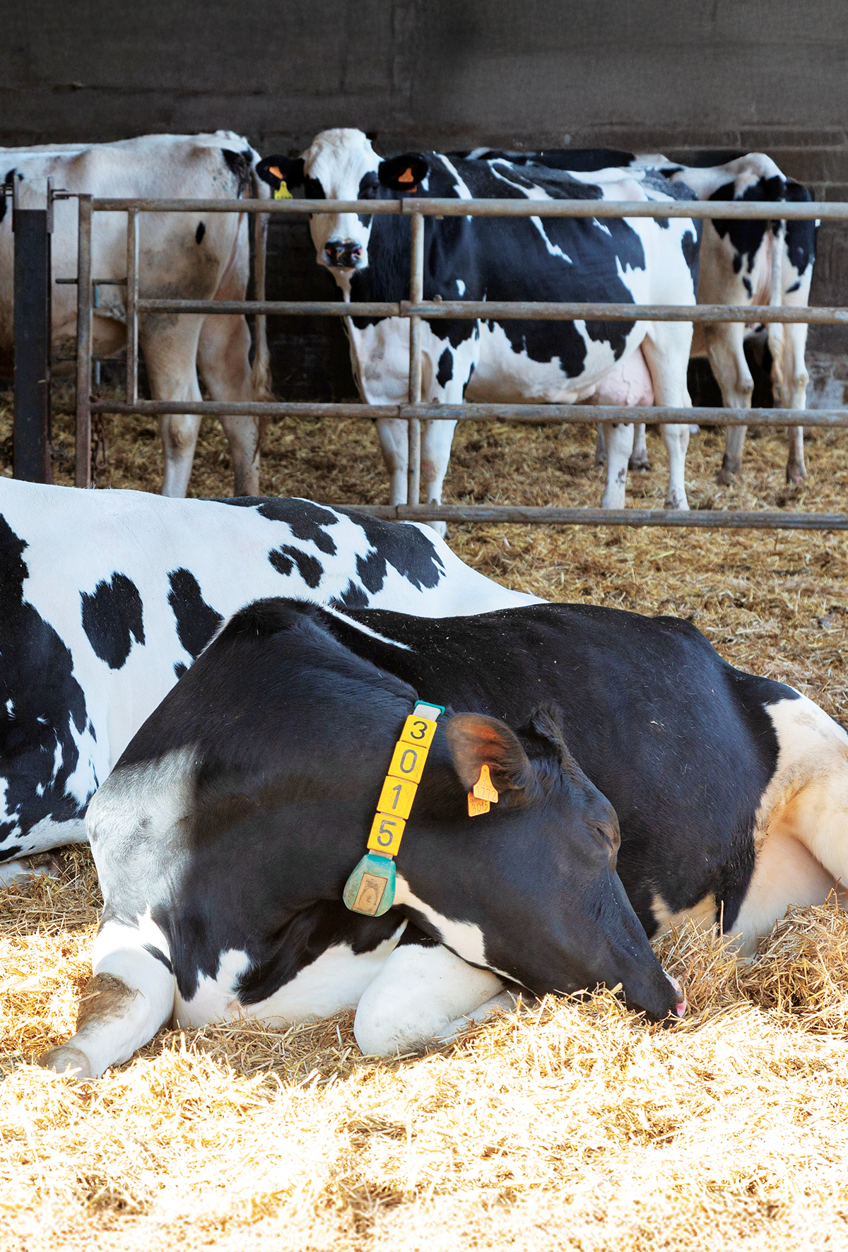 Mutlu inek, yüksek verim: İnek konforu 