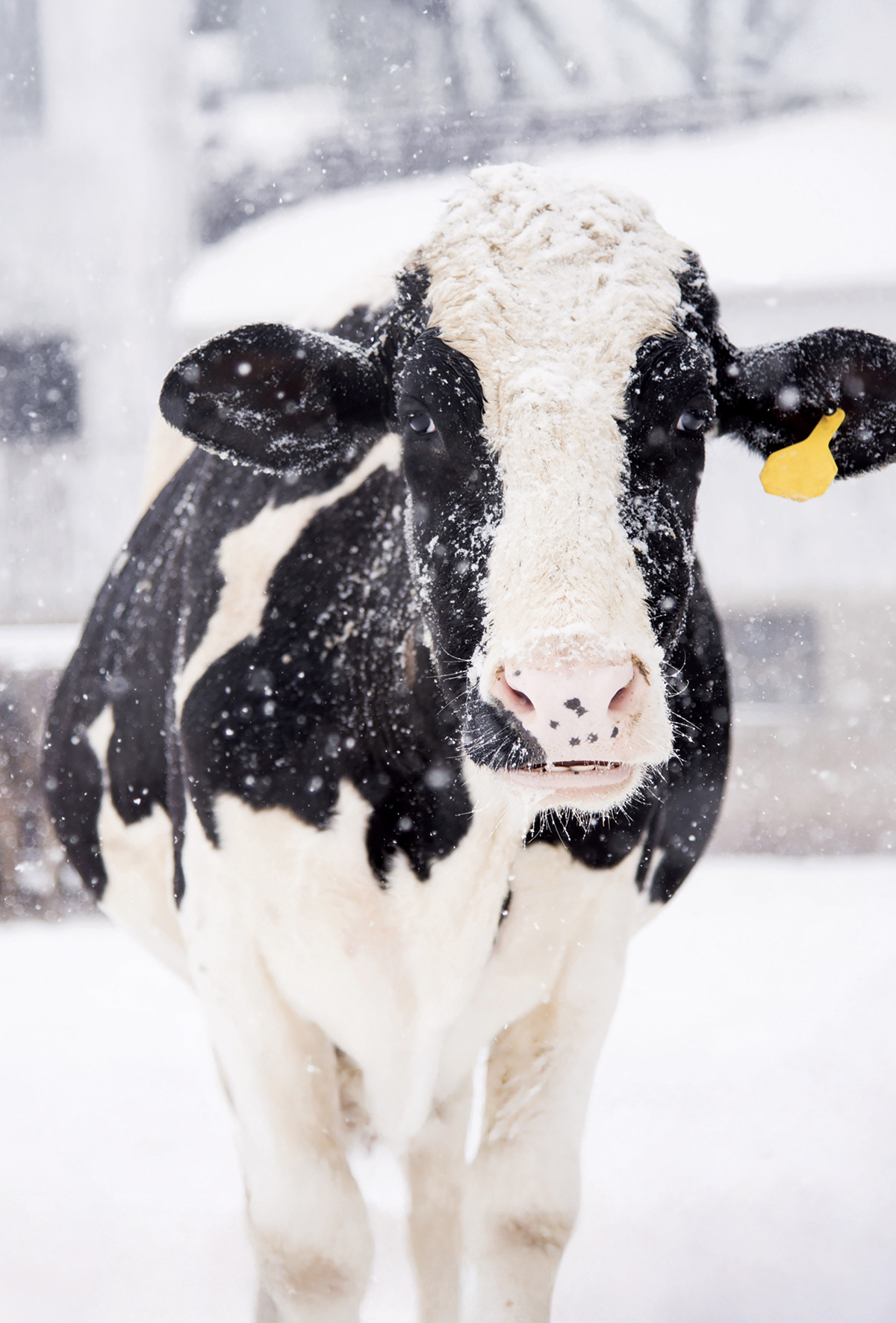Sığırlarda soğuk stresinin süt verimine etkisi