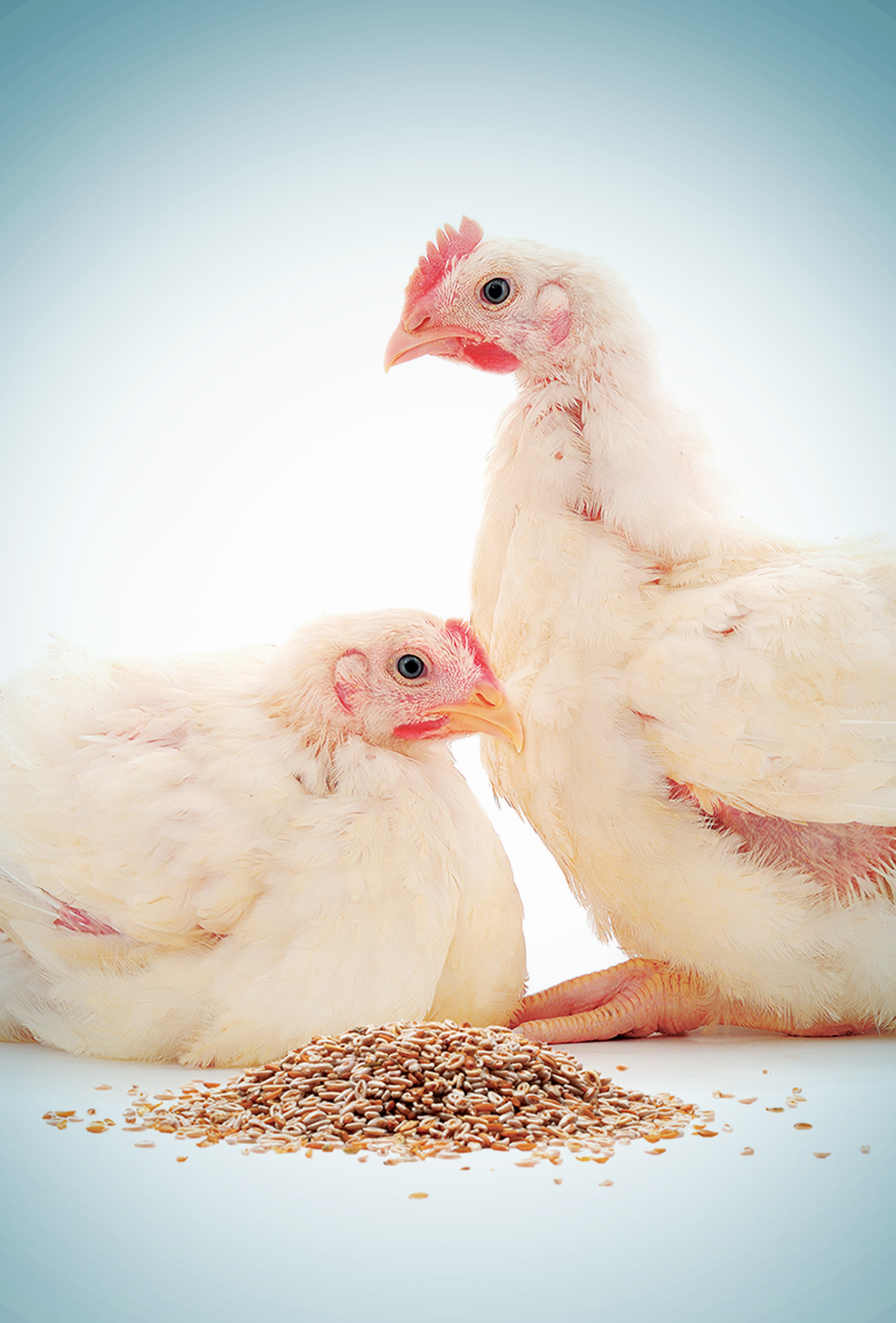 Kanatlılarda etkili bir antibiyotik alternatifi: β-glukanlar