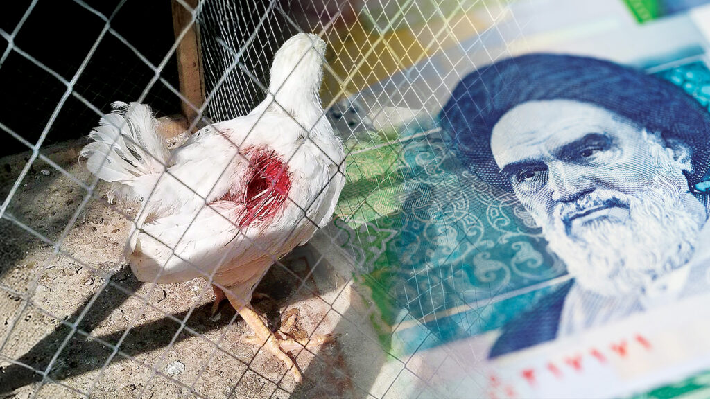 İran’da yem krizi: Kümeslerde kanibalizm