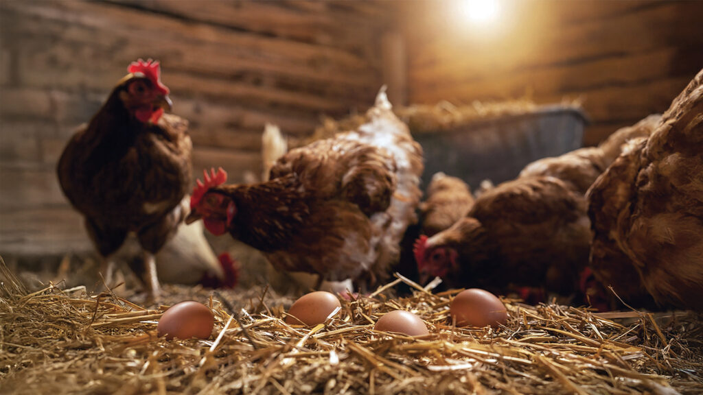 Yaşlı tavuklarda yumurta verimini artırmak