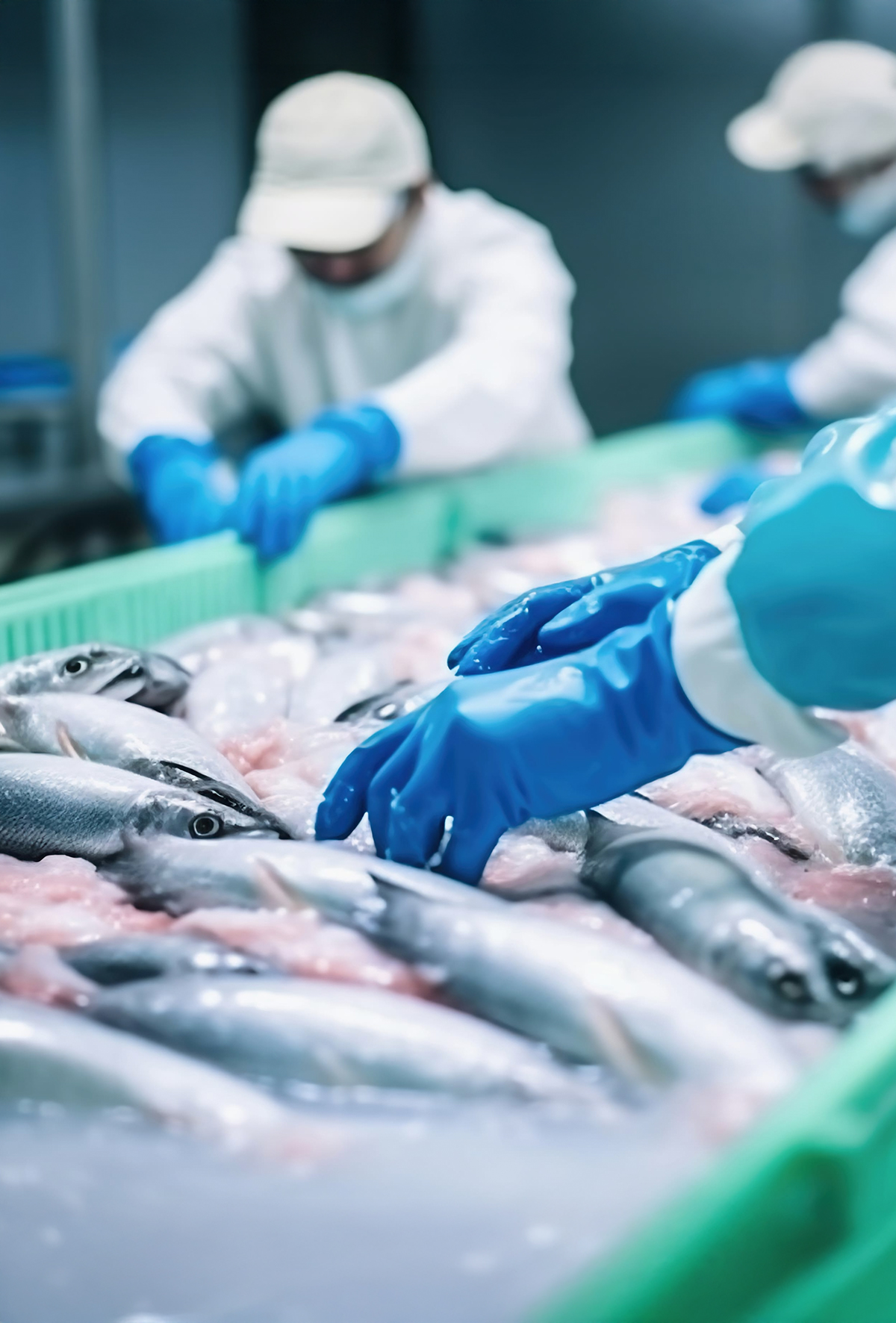 Balık ihracatında yıla güçlü başlangıç