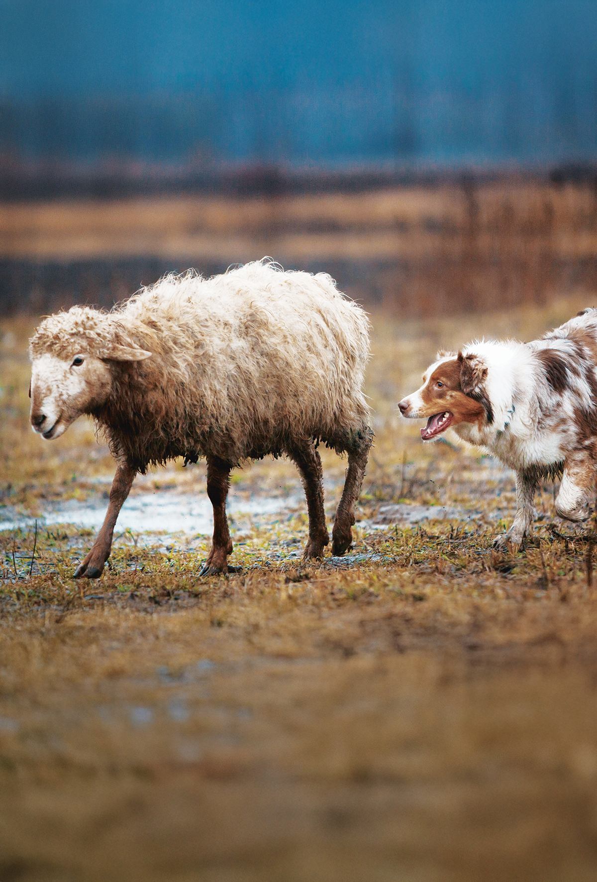 Koyunları korkutan köpek sahiplerine para cezası