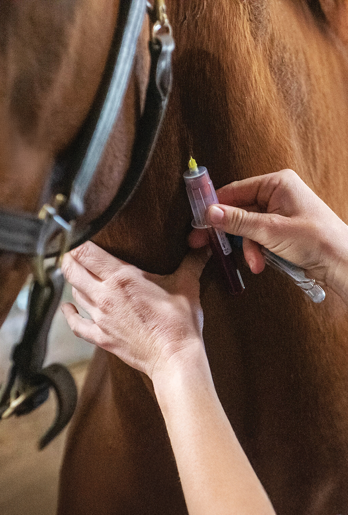 Aydın’da At Vebası için saha çalışması