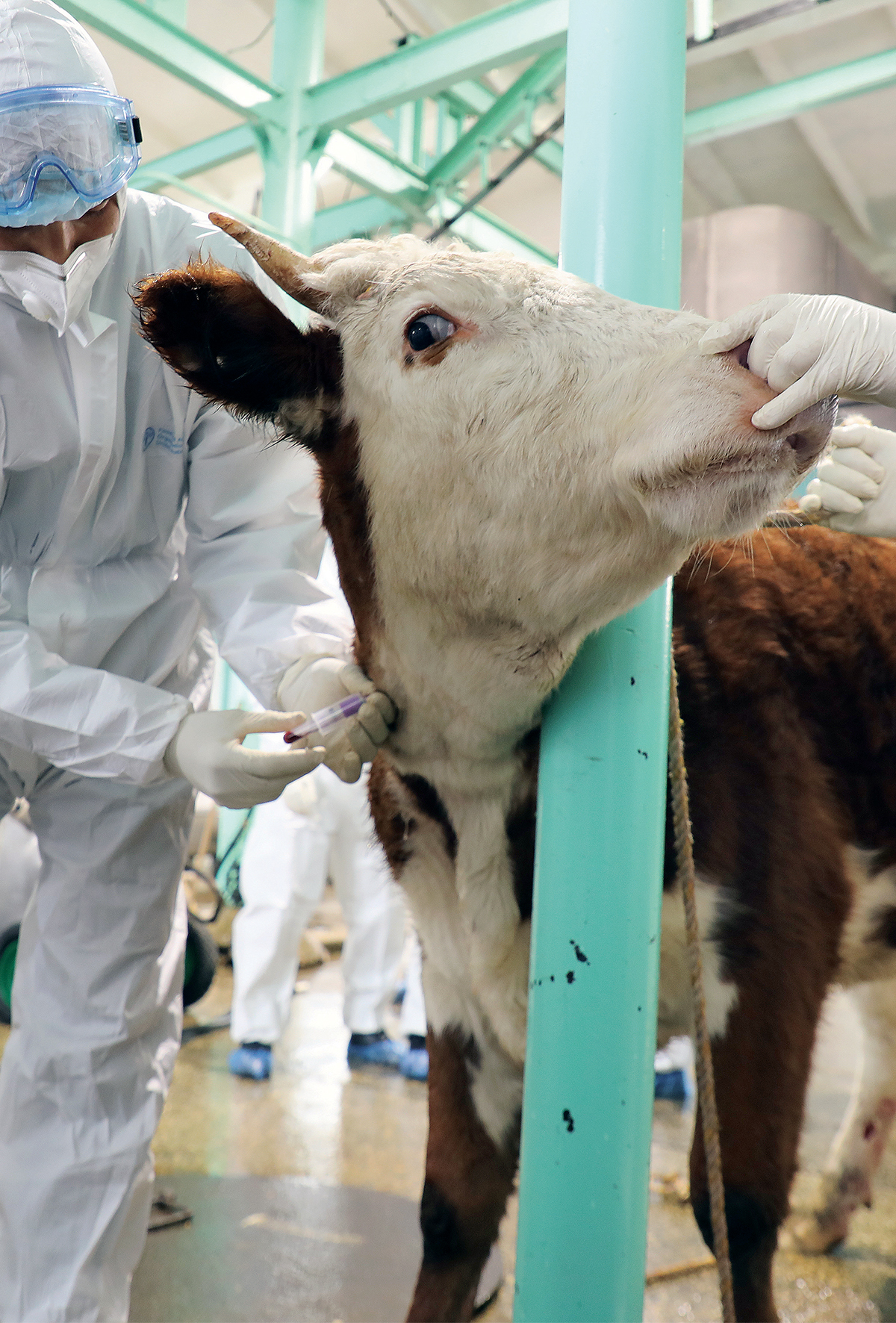 Michigan’da inek tüberkülozu!