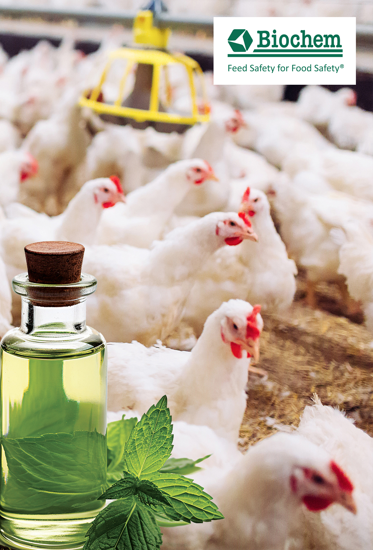 Esansiyel yağlar kanatlılarda solunum fonksiyonunu nasıl destekler?