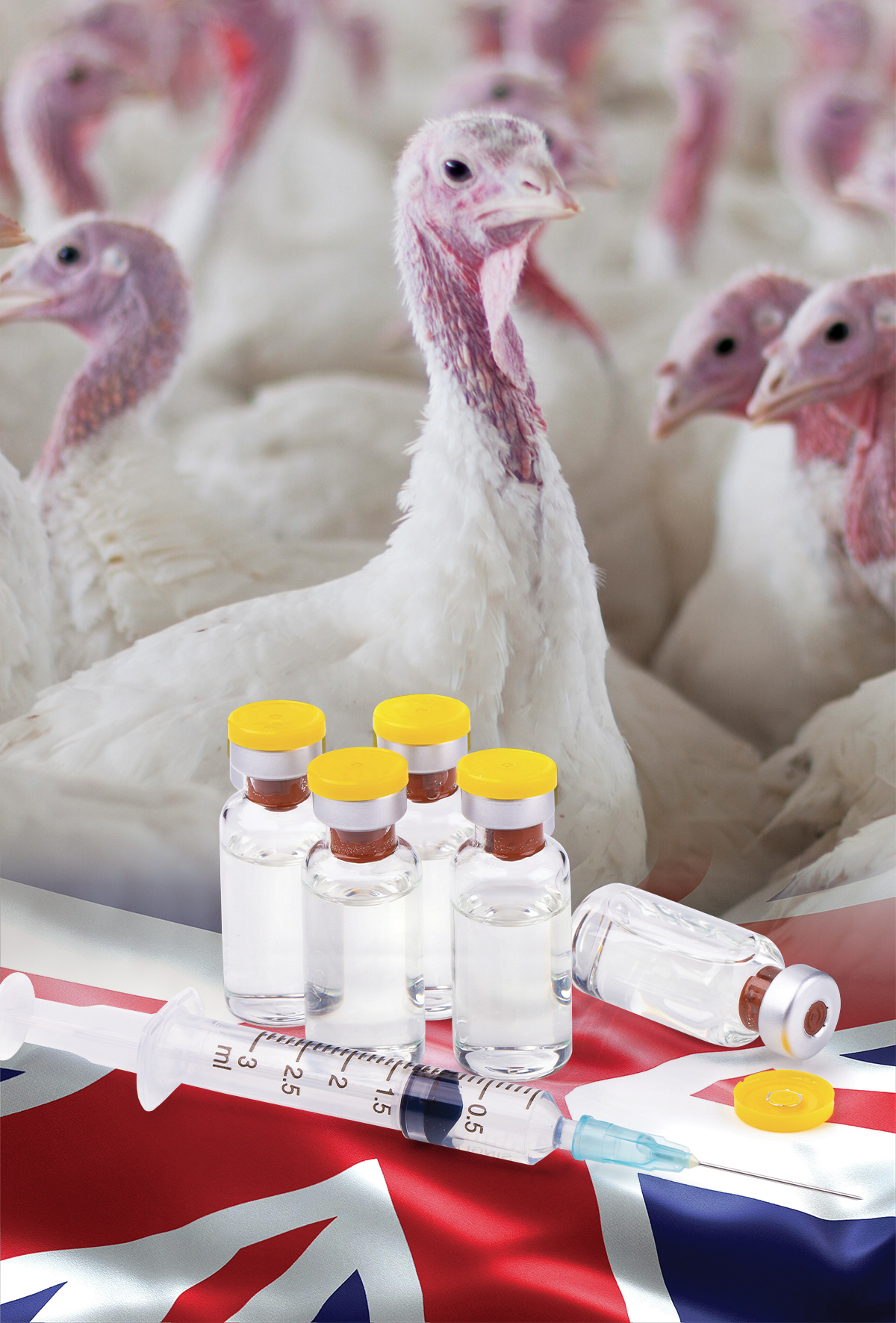 İngiltere’de yeni kuş gribi aşısı denemeleri başladı