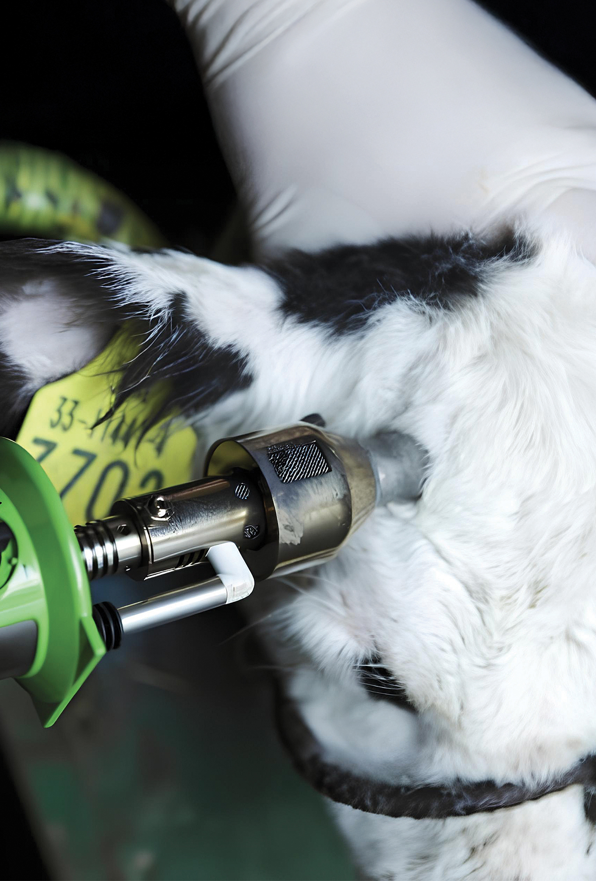 Buzağılarda boynuz köreltme ve ağrı yönetimi