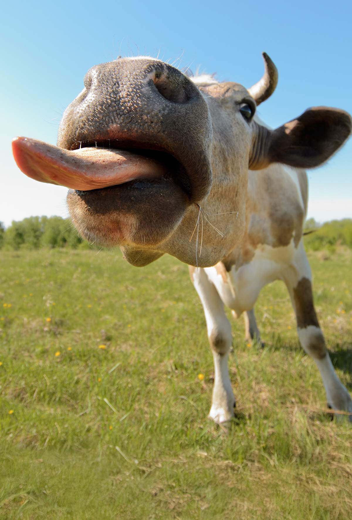 İneklerin beden dilini