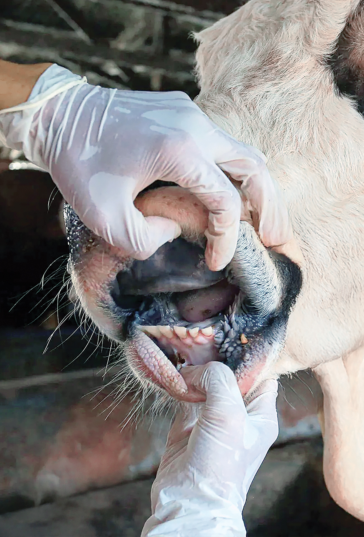 Sığırların ağız hastalıkları