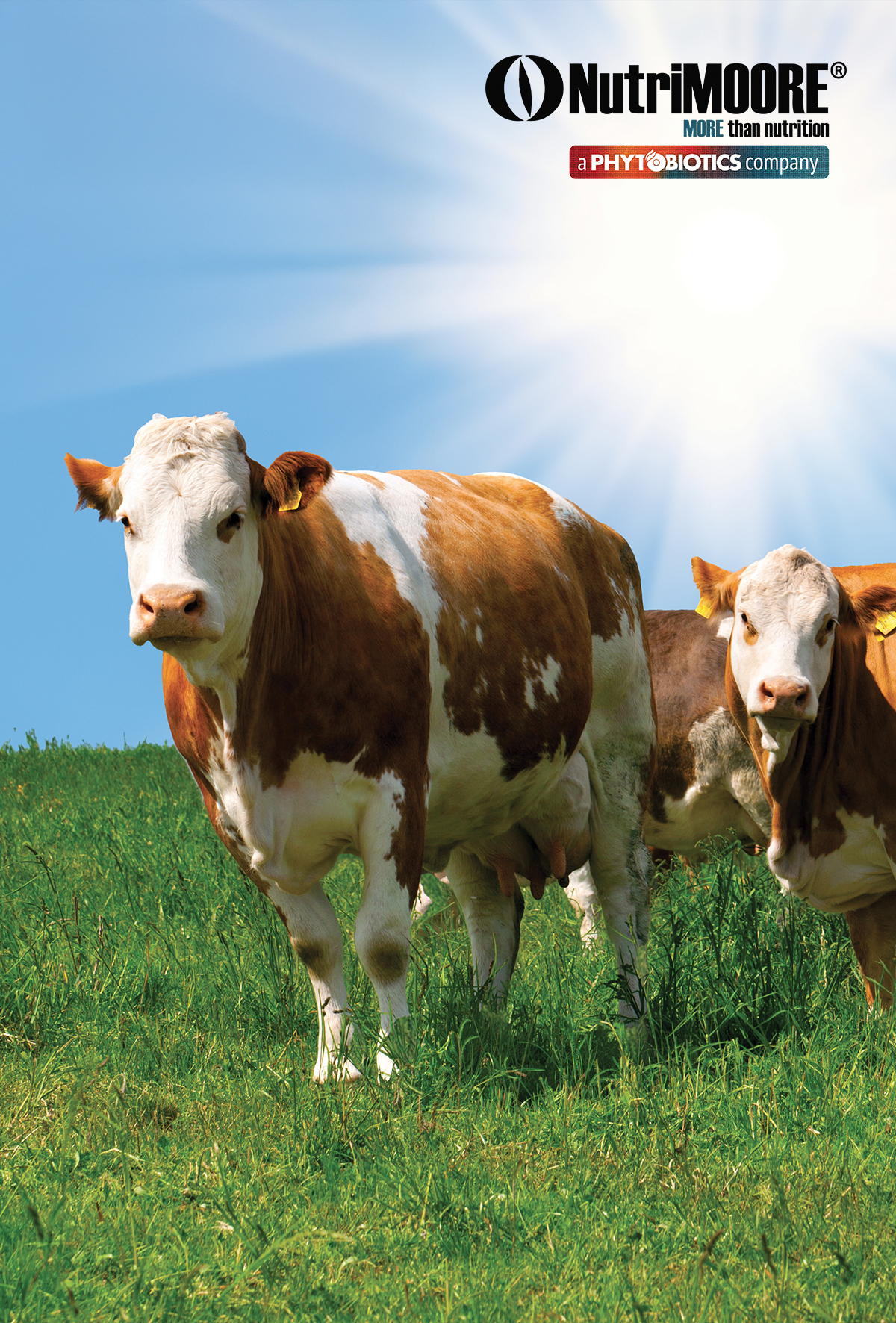 Pre-Stres Periyod: Stratejik Hazırlık Penceresi