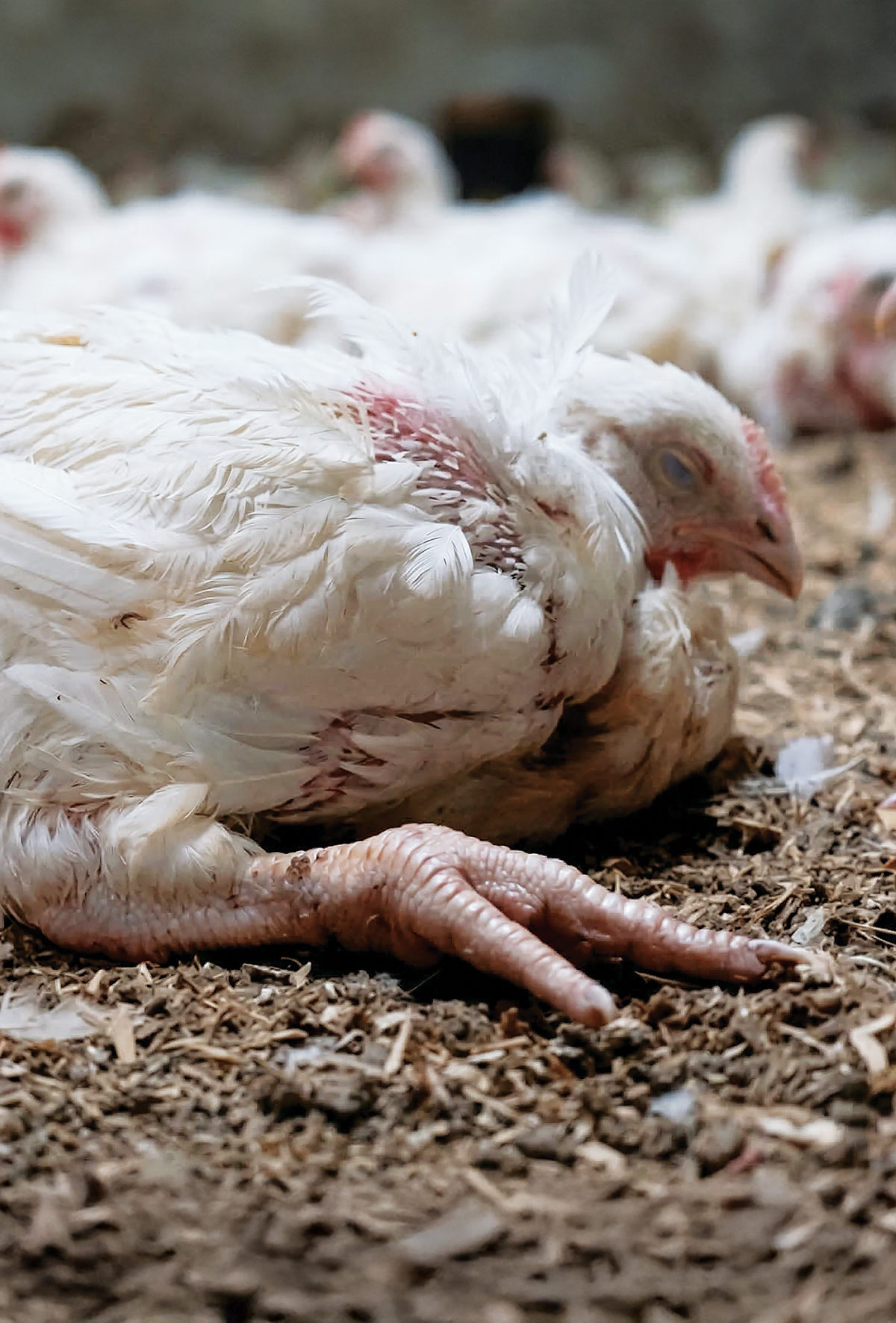 Tümör yapan virüs: Marek hastalığı