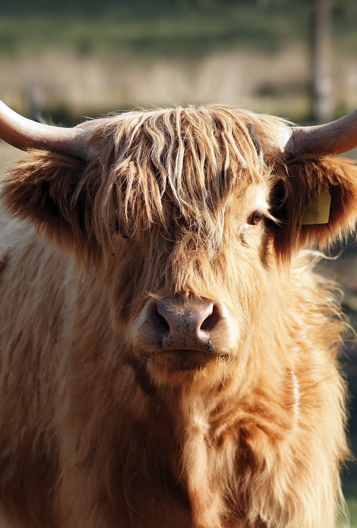 Highland sığırları aşırı ziyaretçi nedeniyle alanlarından taşındı