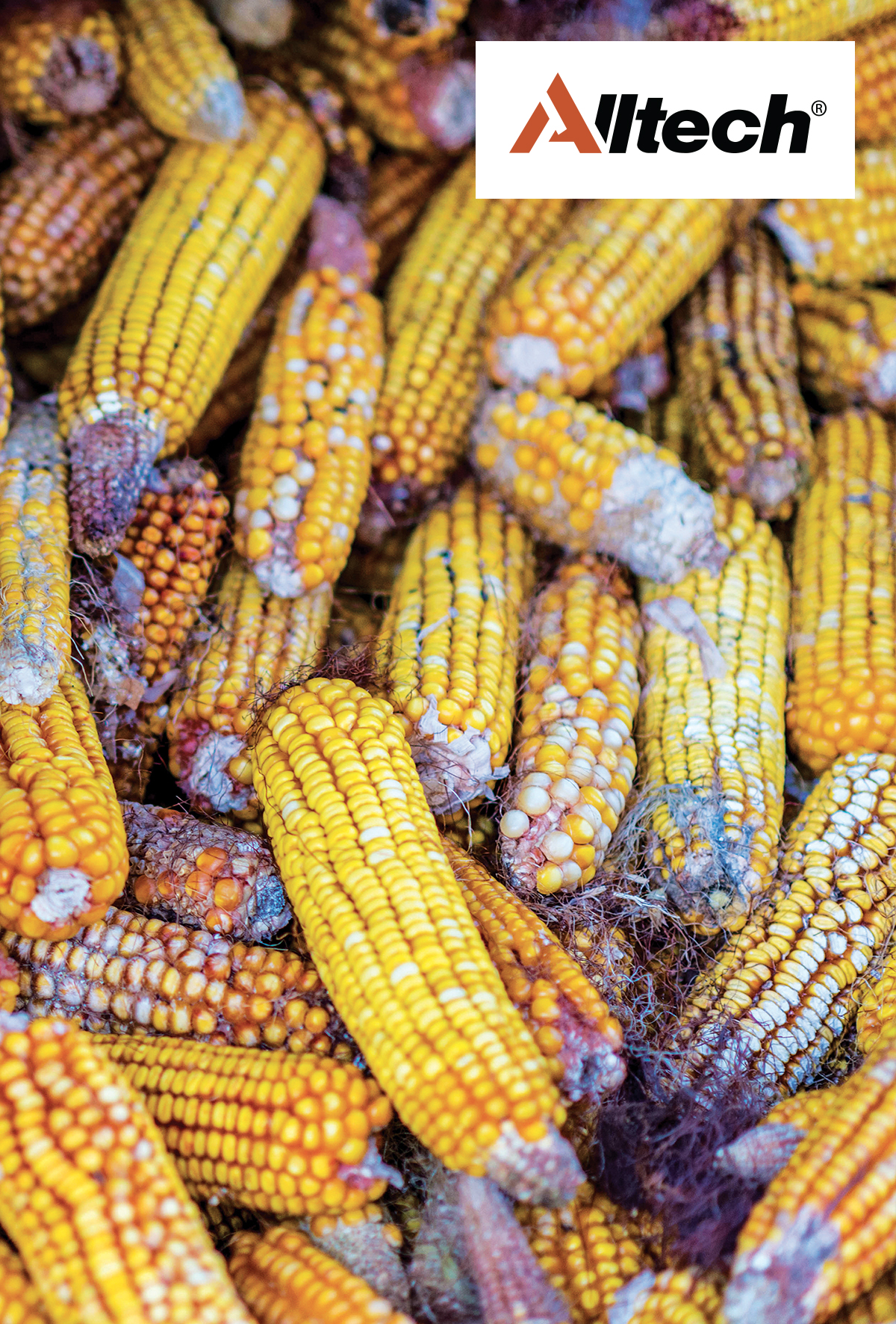 Mikotoksin korumasında yeni bir dönem: Mycosorb® Evo teknolojileri