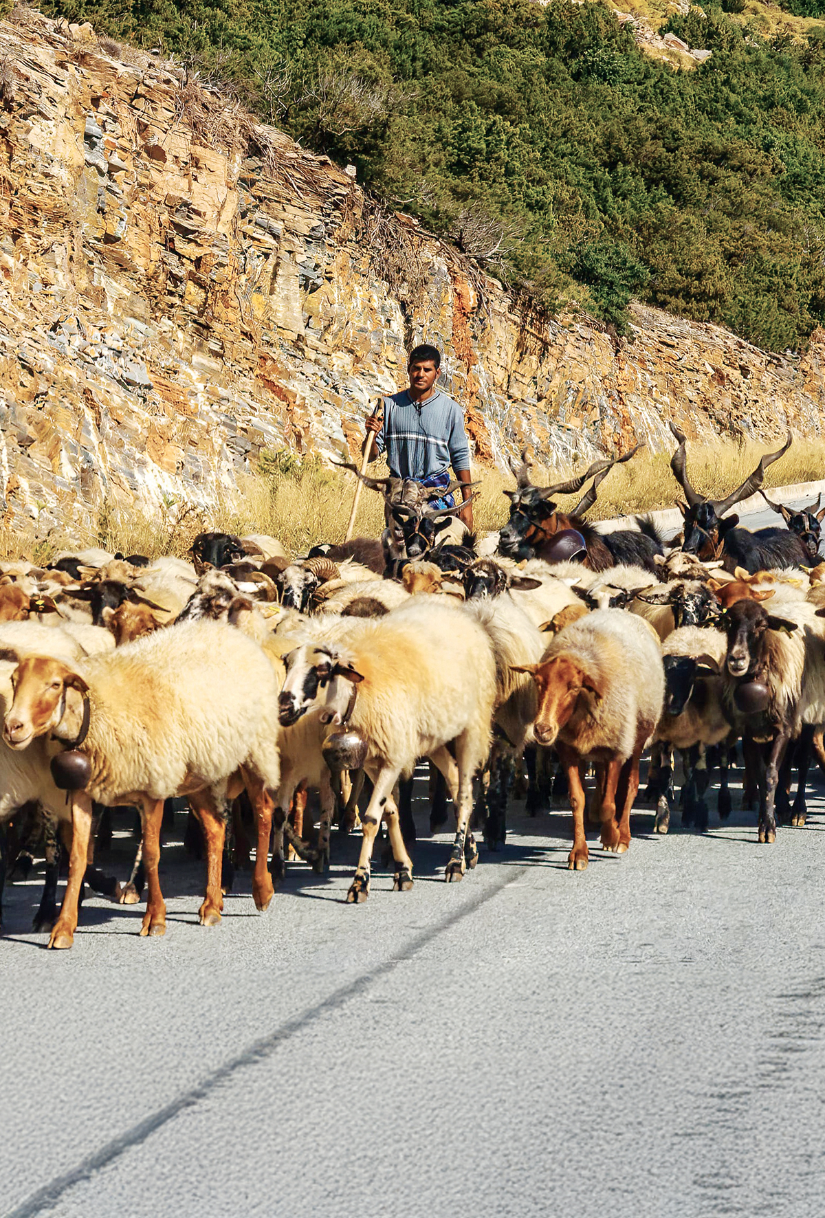 Gümüşhane’de koyunların geleneksel göçü başladı