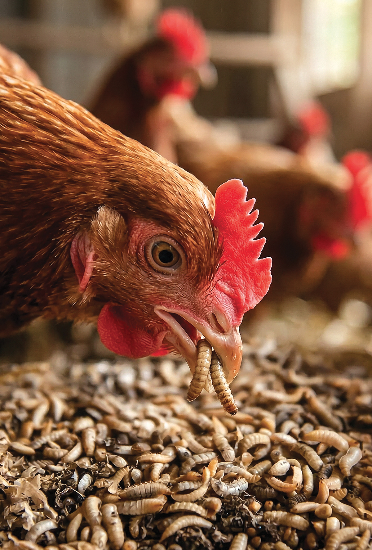 Kanatlı yeminde alternatif protein: Böcekler