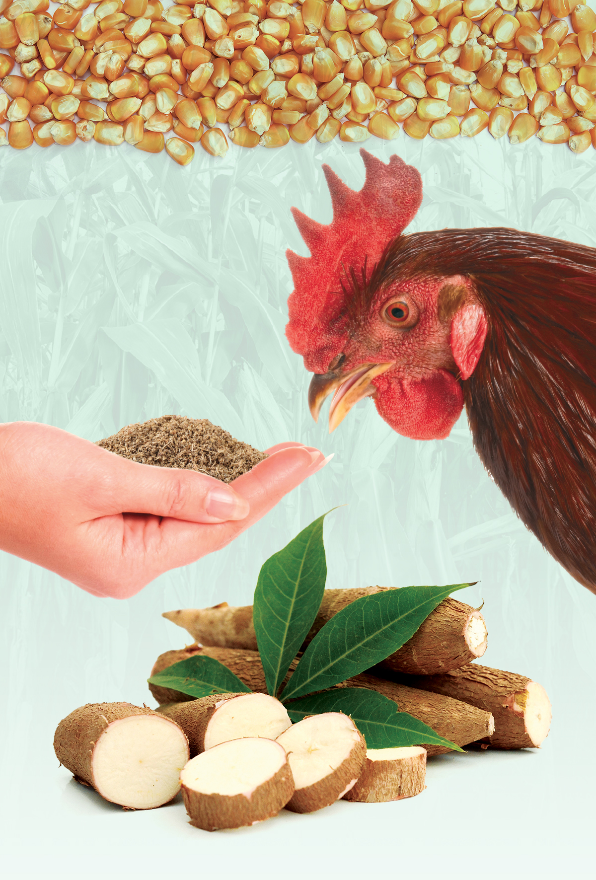 Mısırın yerini yerel atık mı alıyor?