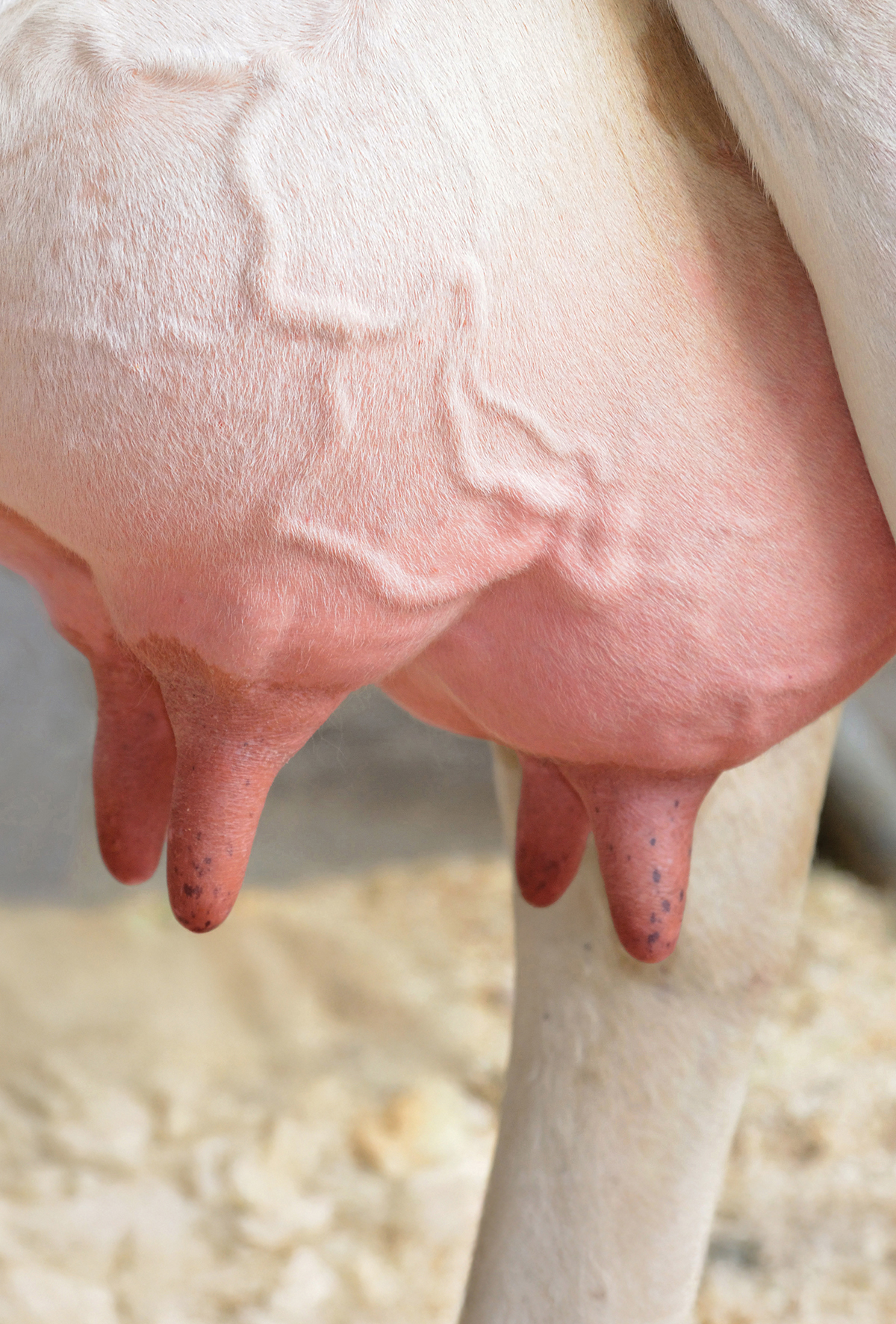 Buzdağının görünmeyen yüzü: Subklinik Mastitis