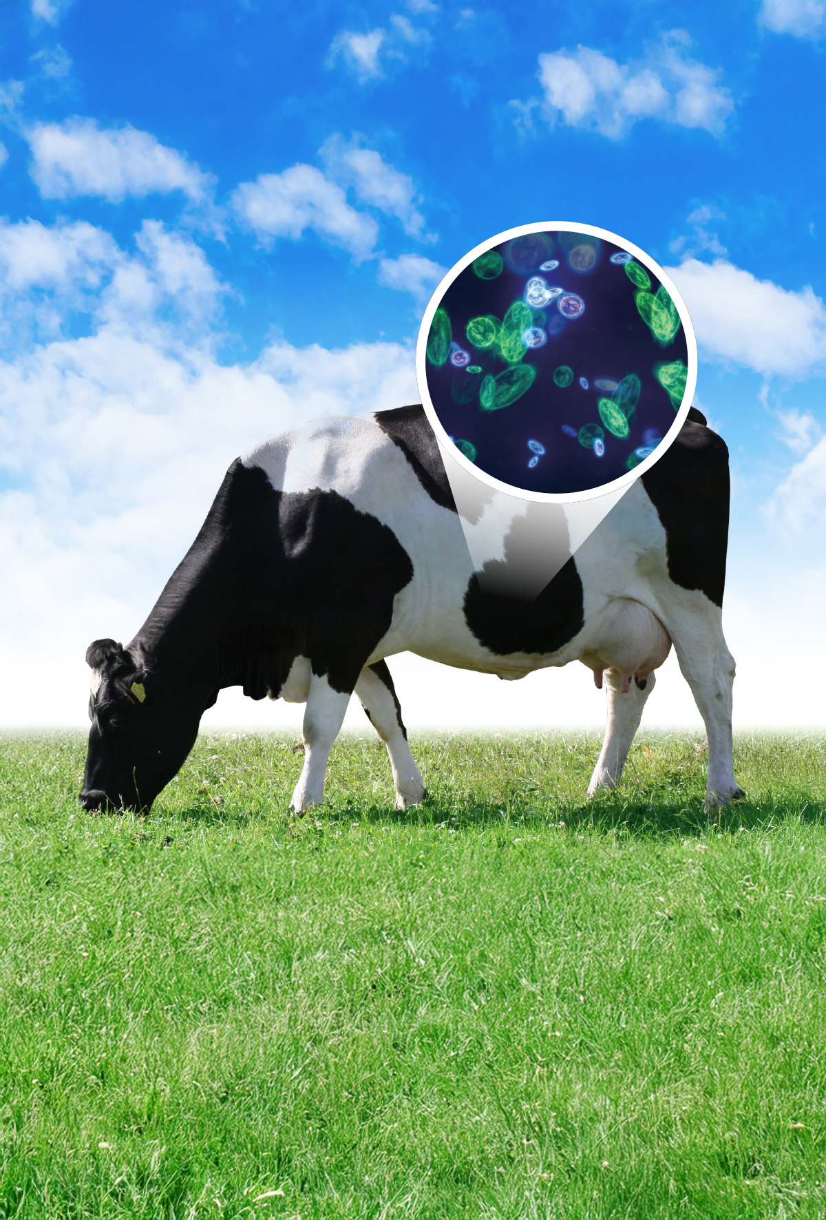 Rumen’in içinde gizli metan üretim mekanizması
