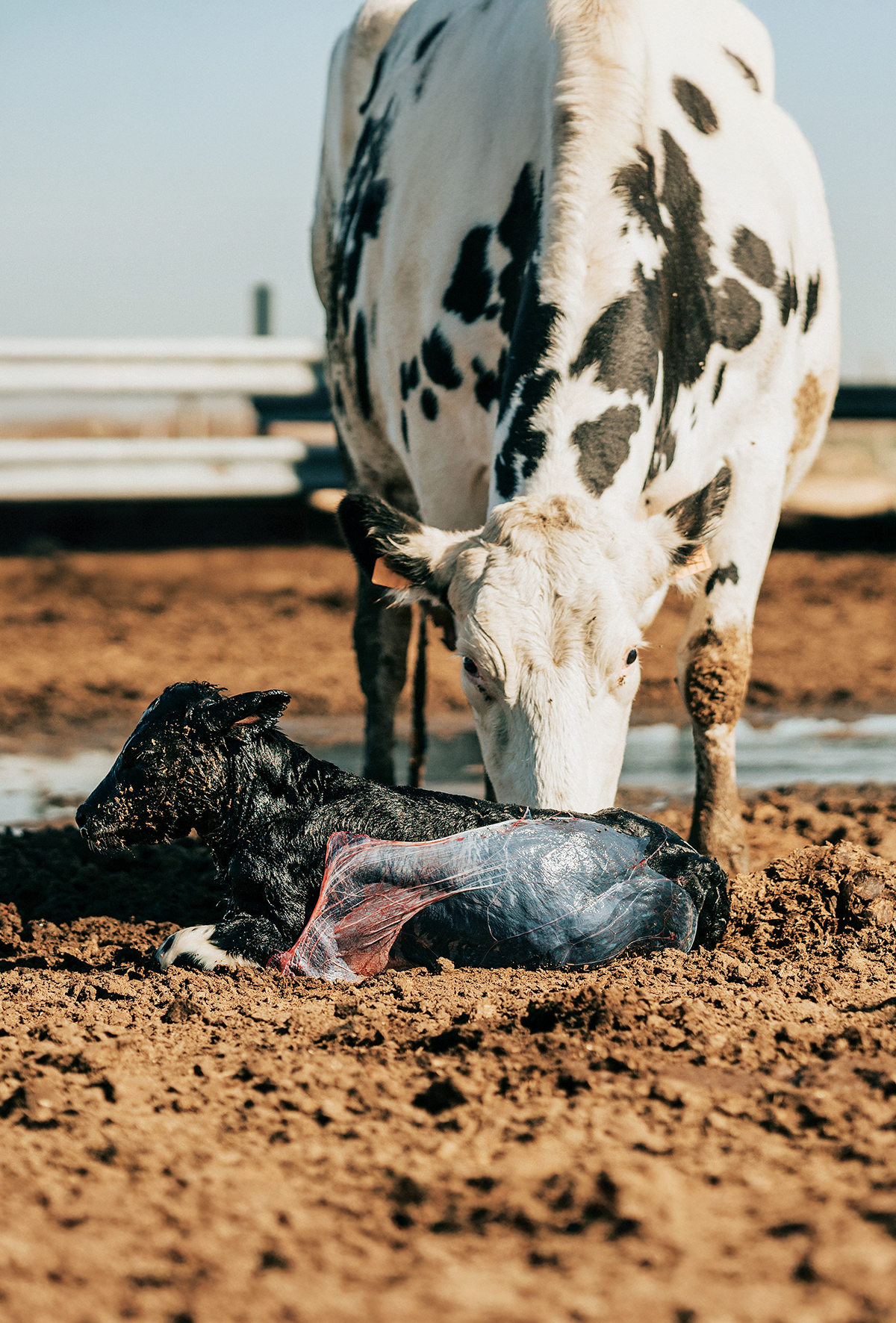 Sığırlarda uterus ve vajina prolapsusunun yönetimi